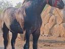 Percheron csődör