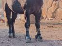 Percheron csődör