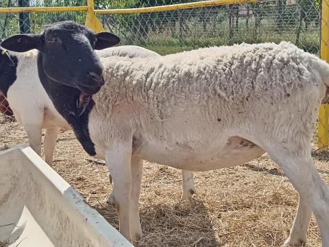 2,5 éves Dorper anya eladó 2,5 éves Dorper anya eladó