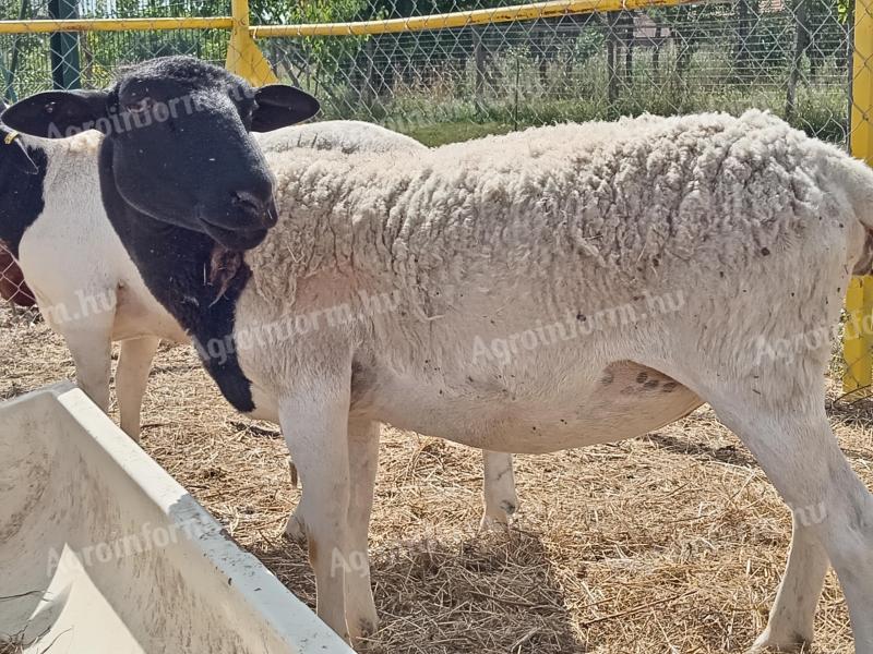 2,5 éves Dorper anya eladó