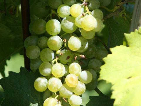 Zöld veltelini, Királyleányka, Zweigelt borszőlő eladó Vácott Zöld veltelini, Királyleányka, Zweigelt borszőlő eladó Vácott