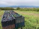 Zöld veltelini, Királyleányka, Zweigelt borszőlő eladó Vácott