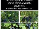 Eladó szekszárdi borszőlő – Merlot, Shiraz, Kékfrankos, Zweigelt, Blauburger