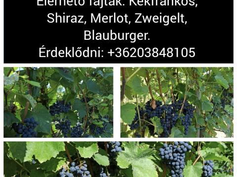 Eladó szekszárdi borszőlő – Merlot, Shiraz, Kékfrankos, Zweigelt, Blauburger Eladó szekszárdi borszőlő – Merlot, Shiraz, Kékfrankos, Zweigelt, Blauburger