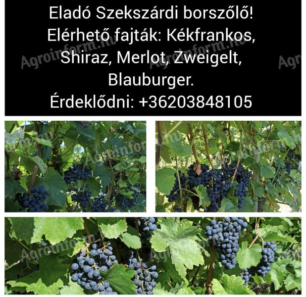 Eladó szekszárdi borszőlő – Merlot, Shiraz, Kékfrankos, Zweigelt, Blauburger