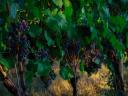 Cabernet Franc borszőlő eladó – prémium Villányi termés