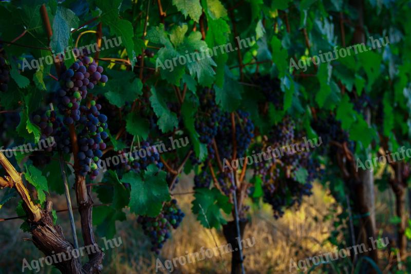 Cabernet Franc borszőlő eladó – prémium Villányi termés