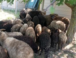 Birkák eladó leggjobb áron