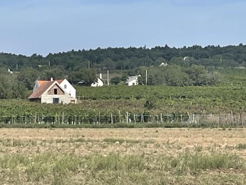 Szőlő, borszőlő eladó Szőlő, borszőlő eladó