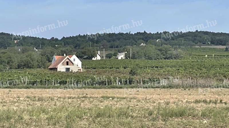 Szőlő, borszőlő eladó
