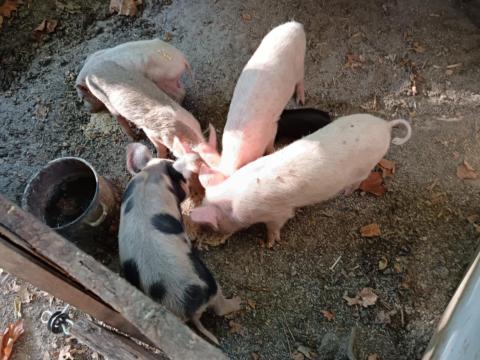 Keverék választási malacok eladók Keverék választási malacok eladók