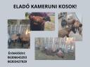 Tavaszi születésű bárányok eladók