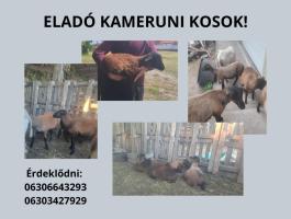 Tavaszi születésű bárányok eladók