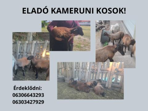 Tavaszi születésű bárányok eladók Tavaszi születésű bárányok eladók