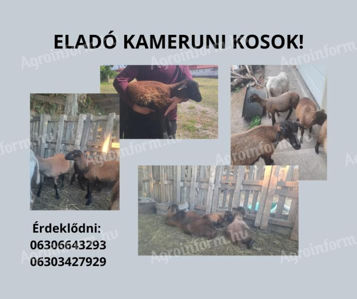 Tavaszi születésű bárányok eladók