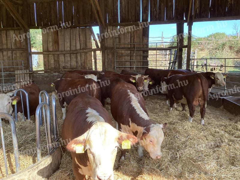 Hereford hízó bikák