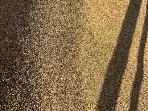 Lucerna vetőmag Lucerna vetőmag