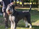 Fekete-ezüst óriás schnauzer kiskutyák előjegyezhetők