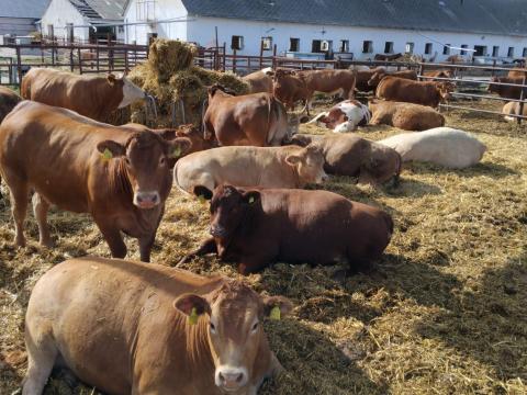 Eladó vemhes Charolais és Limousin üszők Eladó vemhes Charolais és Limousin üszők