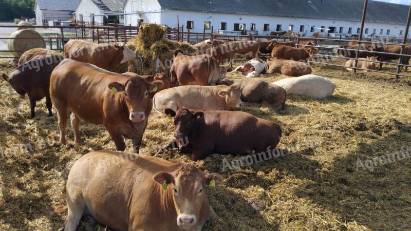 Eladó vemhes Charolais és Limousin üszők