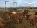 Eladó vemhes Charolais és Limousin üszők