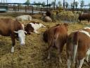 Eladó vemhes Charolais és Limousin üszők
