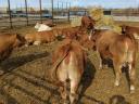 Eladó vemhes Charolais és Limousin üszők