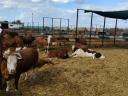 Eladó vemhes Charolais és Limousin üszők