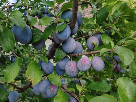 Topend Plus étkezési szilva eladó Topend Plus étkezési szilva eladó