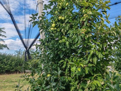 Golden és Idared étkezési alma eladó Golden és Idared étkezési alma eladó