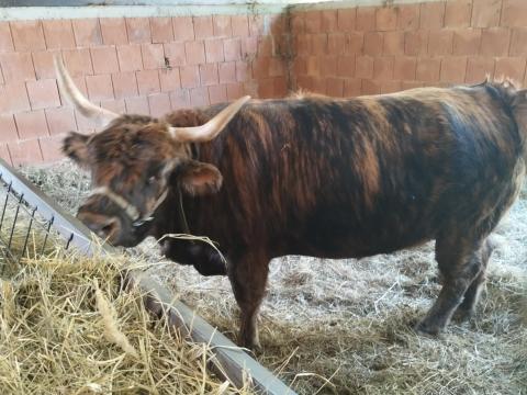 Skót felföldi üsző