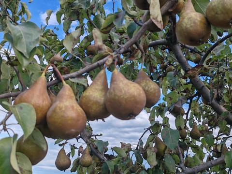Bosckobak körte eladó étkezési és cefre minőségben Bosckobak körte eladó étkezési és cefre minőségben