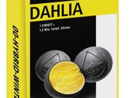 DAHLIA repce vetőmag - stabilan magas hozam,  kiegyensúlyozott ellenállóság