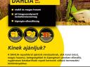 DAHLIA repce vetőmag - stabilan magas hozam,  kiegyensúlyozott ellenállóság