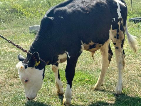 Eladó HF bikaborjú magyar tarka anyától, rendezett papírokkal Eladó HF bikaborjú magyar tarka anyától, rendezett papírokkal