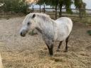 Eladó pónilovak – anya és lánya együtt Bócsán