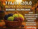 7 fajta szőlő - ingyen bogyózva - kiváló bornak,  pálinkának - kézi szedés ---- A HÉTEN: Zenit - Rizlingszilváni szőlőt szedünk