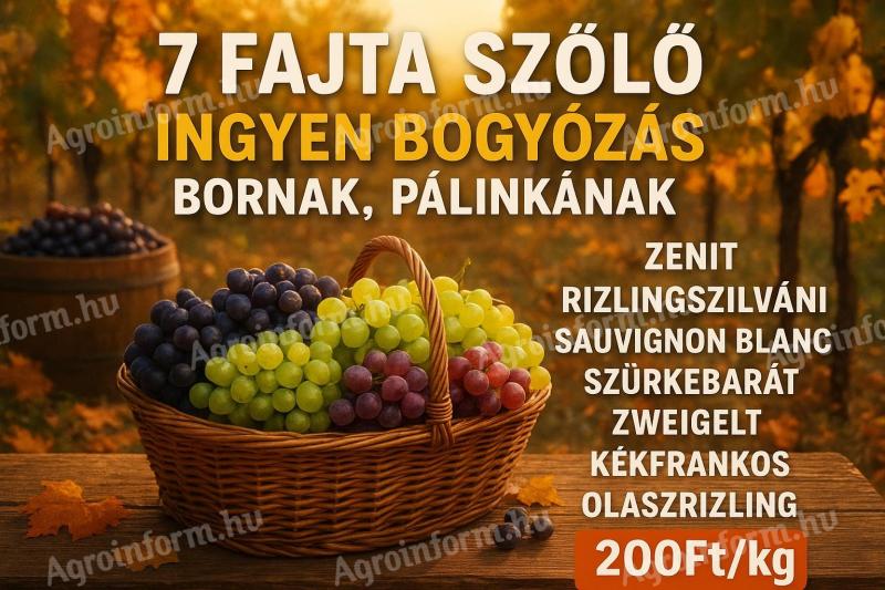 7 fajta szőlő - ingyen bogyózva - kiváló bornak,  pálinkának - kézi szedés ---- A HÉTEN: Zenit - Rizlingszilváni szőlőt szedünk