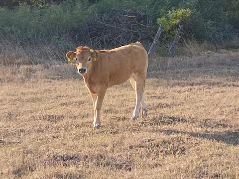 Eladásra ajánlok 10db F1 üsző borjút Eladásra ajánlok 10db F1 üsző borjút