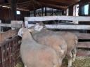 Ille de France, éves minősített kosok, import szülőktől eladók