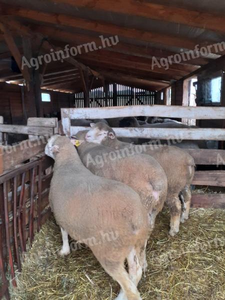 Ille de France, éves minősített kosok, import szülőktől eladók