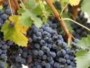 Kékfrankos, Merlot, Chardonnay és egyéb borszőlők eladók Szomolyán