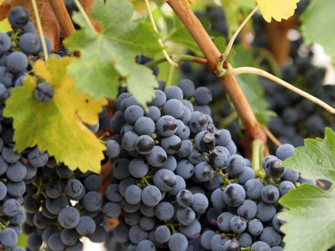 Kékfrankos, Merlot, Chardonnay és egyéb borszőlők eladók Szomolyán Kékfrankos, Merlot, Chardonnay és egyéb borszőlők eladók Szomolyán