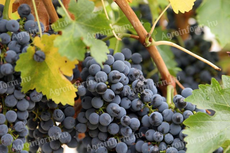 Kékfrankos, Merlot, Chardonnay és egyéb borszőlők eladók Szomolyán