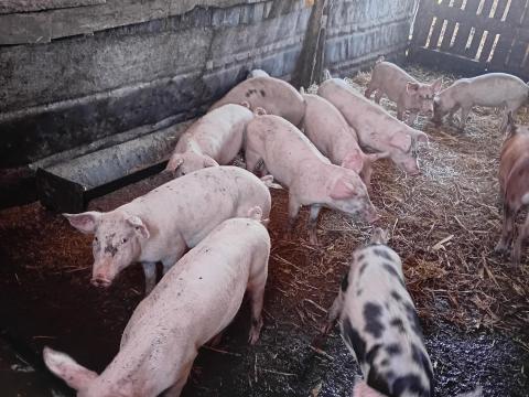 5 db süldő eladó 5 db süldő eladó