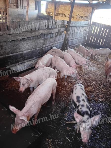 5 db süldő eladó