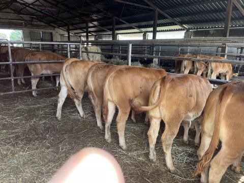 Limousin pedigrés üszők eladók Limousin pedigrés üszők eladók