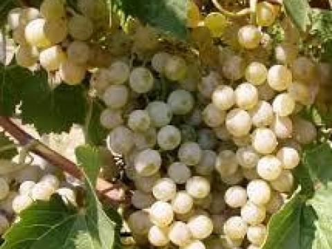Viktória gyöngye szőlő szedd magad Viktória gyöngye szőlő szedd magad