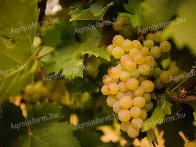 Sárgamuskotály szőlő Etyeken eladó szedd magad akcióban