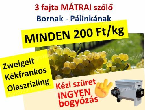 3 fajta minőségi mátrai szőlő ingyenes bogyózással – bornak - pálinkának – Zweigelt - Kékfrankos - Olaszrizling